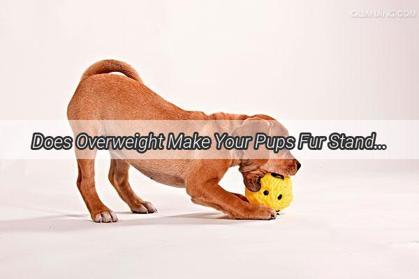 Does Overweight Make Your Pups Fur Stand on End Unveiling the Surprising Truth